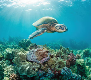 Cruceros por las Islas Galápagos. eworldcruises.com Cruceros por las Islas Galápagos. eworldcruises.com